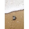 Tableau mural tortue de mer | Photoexpression
