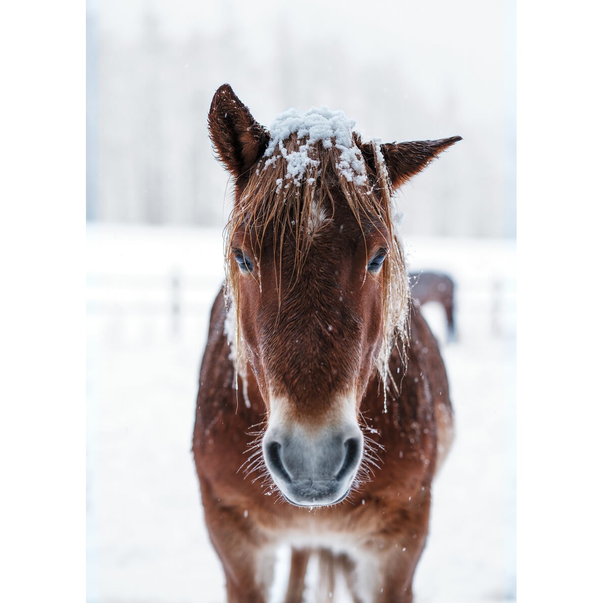 Tableau mural cheval des neiges