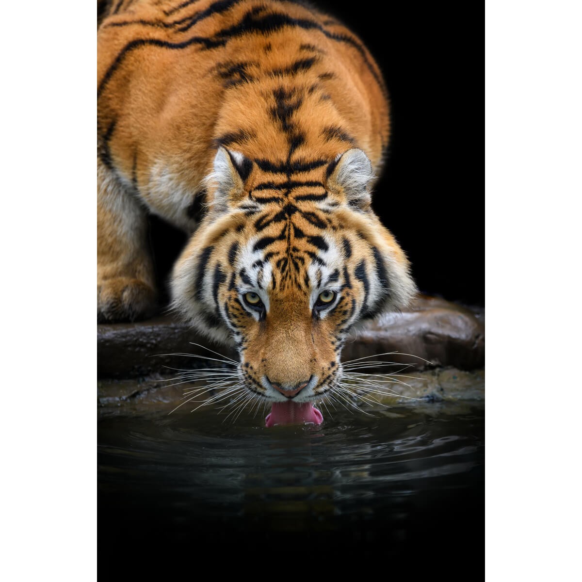 Tableau mural tigre sibérien | Photoexpression Tableau mural tigre sibérien | Photoexpression