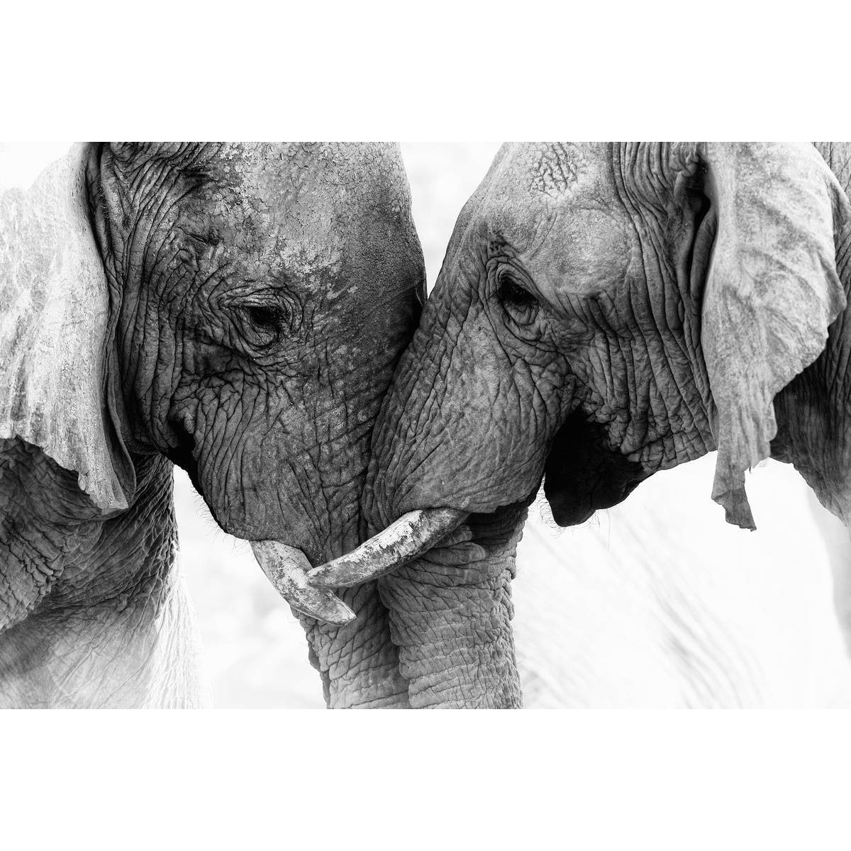 Tableau mural éléphants | Photoexpression Tableau mural éléphants | Photoexpression