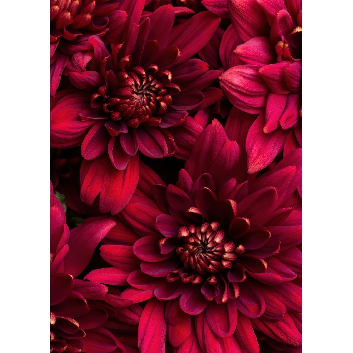Tableau mural fleurs vives Tableau mural fleurs vives