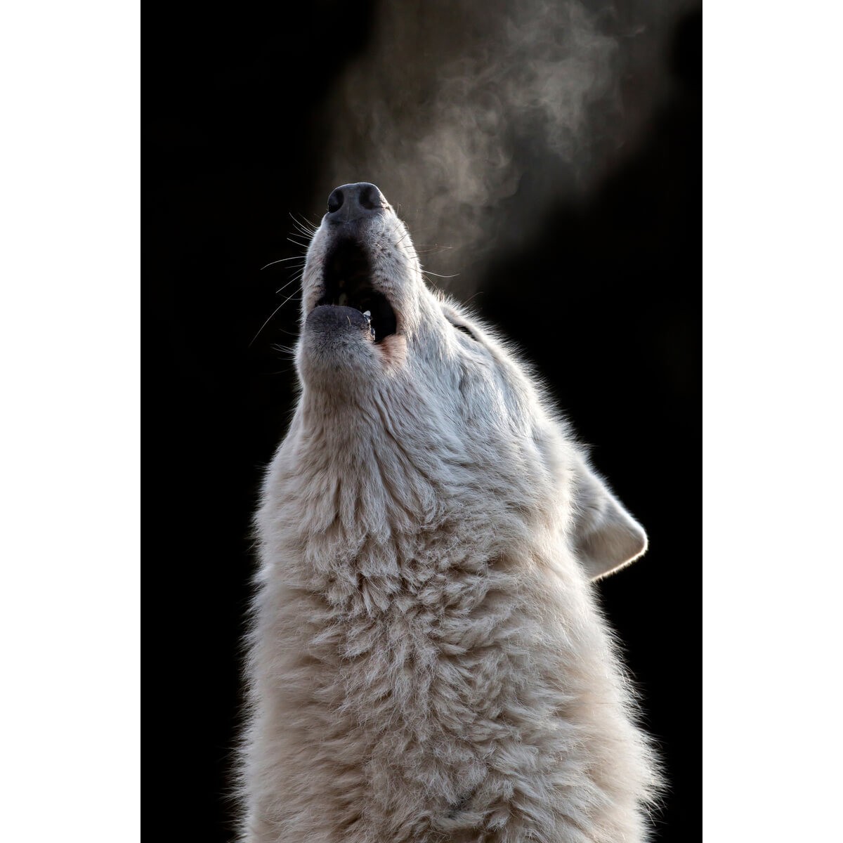 Tableau mural cri de loup | Photoexpression Tableau mural cri de loup | Photoexpression
