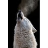 Tableau mural cri de loup | Photoexpression