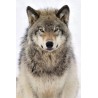 Tableau mural regard de loup