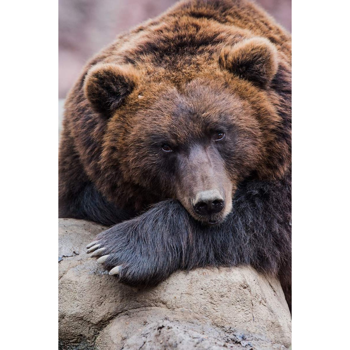 Tableau mural portrait d'ours | Photoexpression Tableau mural portrait d'ours | Photoexpression