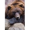 Tableau mural portrait d'ours | Photoexpression