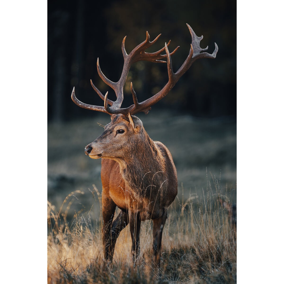 Tableau mural cerf sauvage Tableau mural cerf sauvage