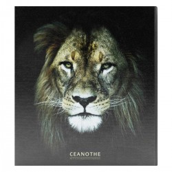 Album photos pochettes lion 200 photos 11,5x15 cm dos