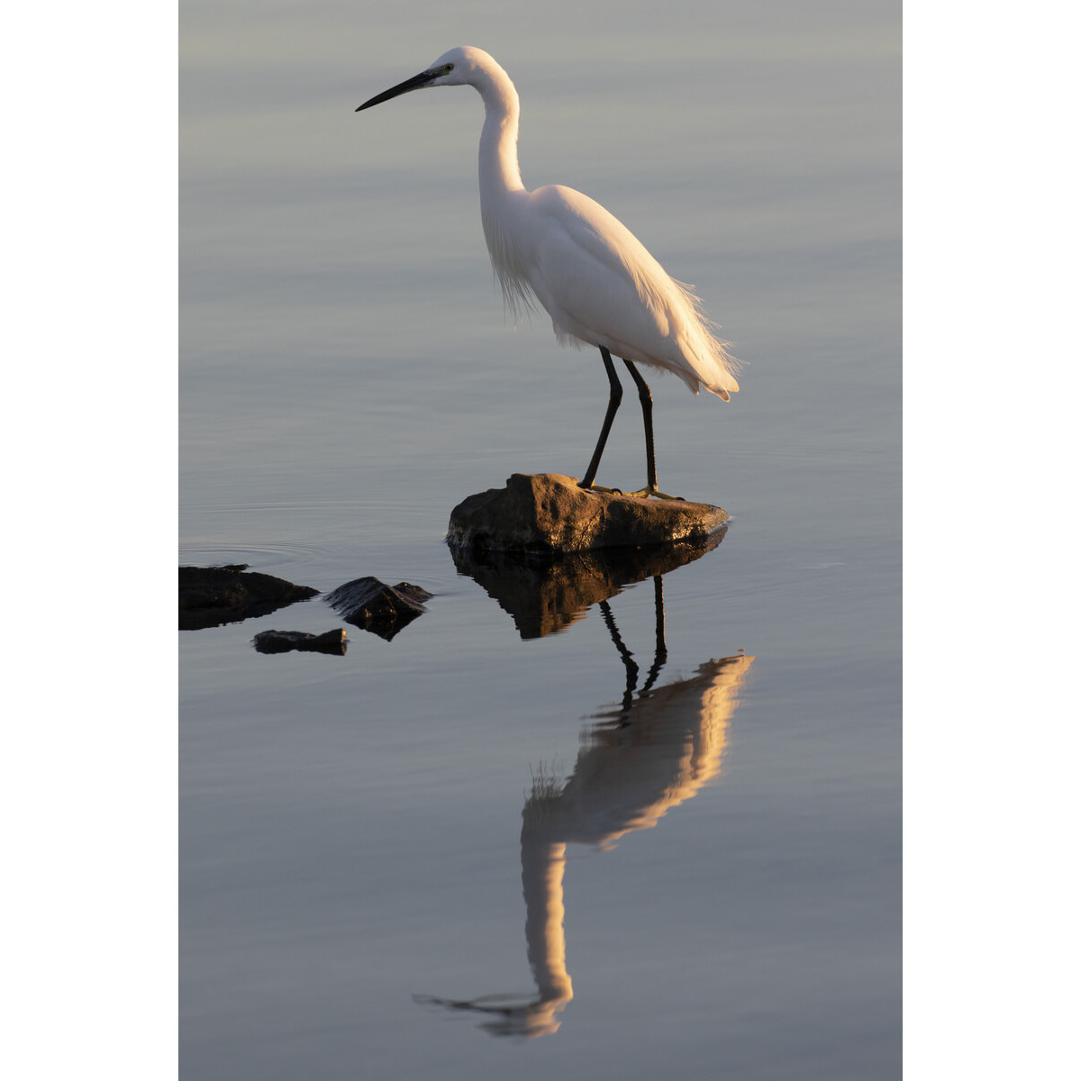 Tableau sur toile Aigrette 30x45 cm