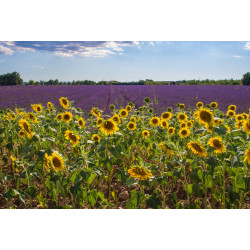 Tableau sur toile champ de tournesols en Provence