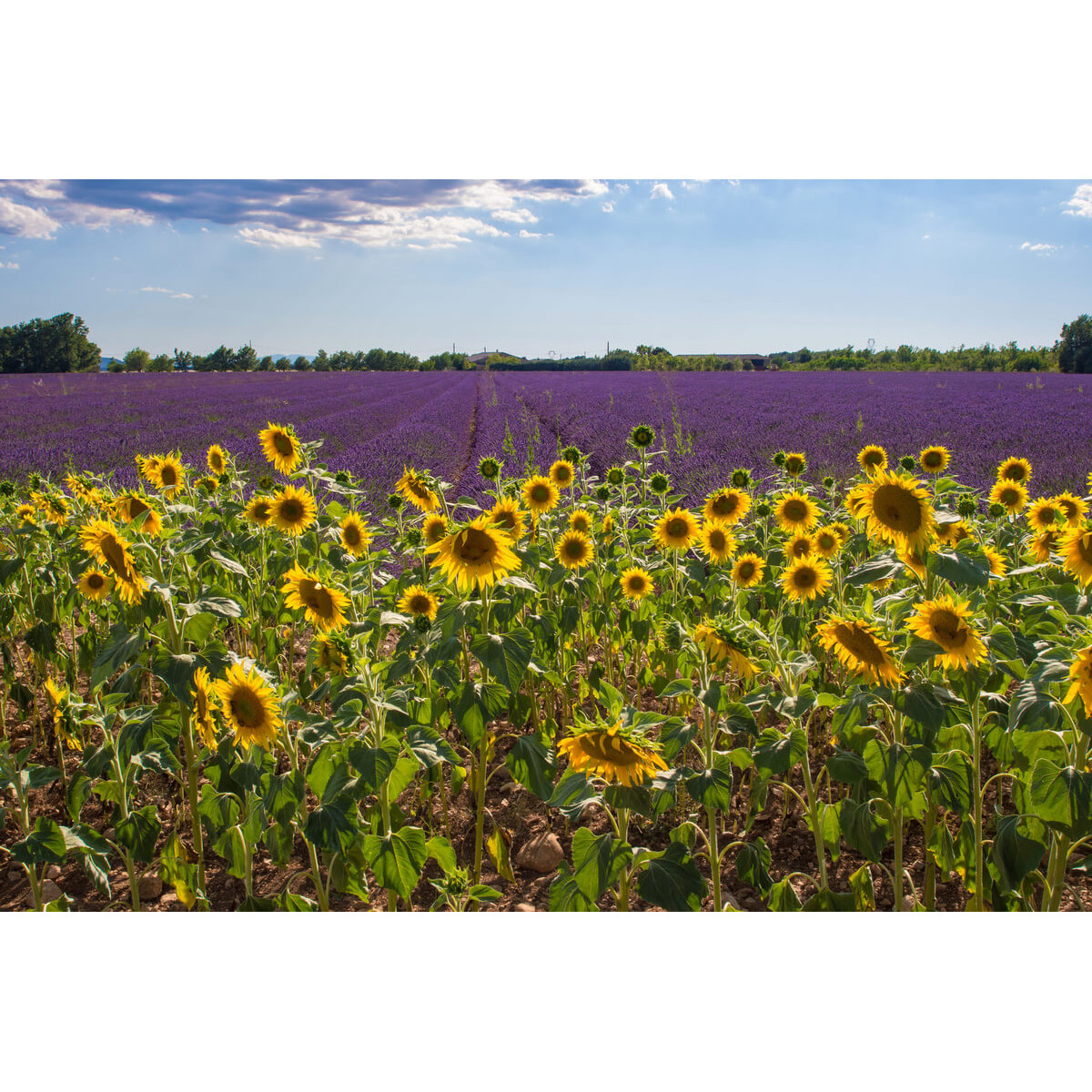Tableau sur toile champ de tournesols en Provence Tableau sur toile champ de tournesols en Provence