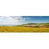 Tableau sur toile champs de colza de Calais