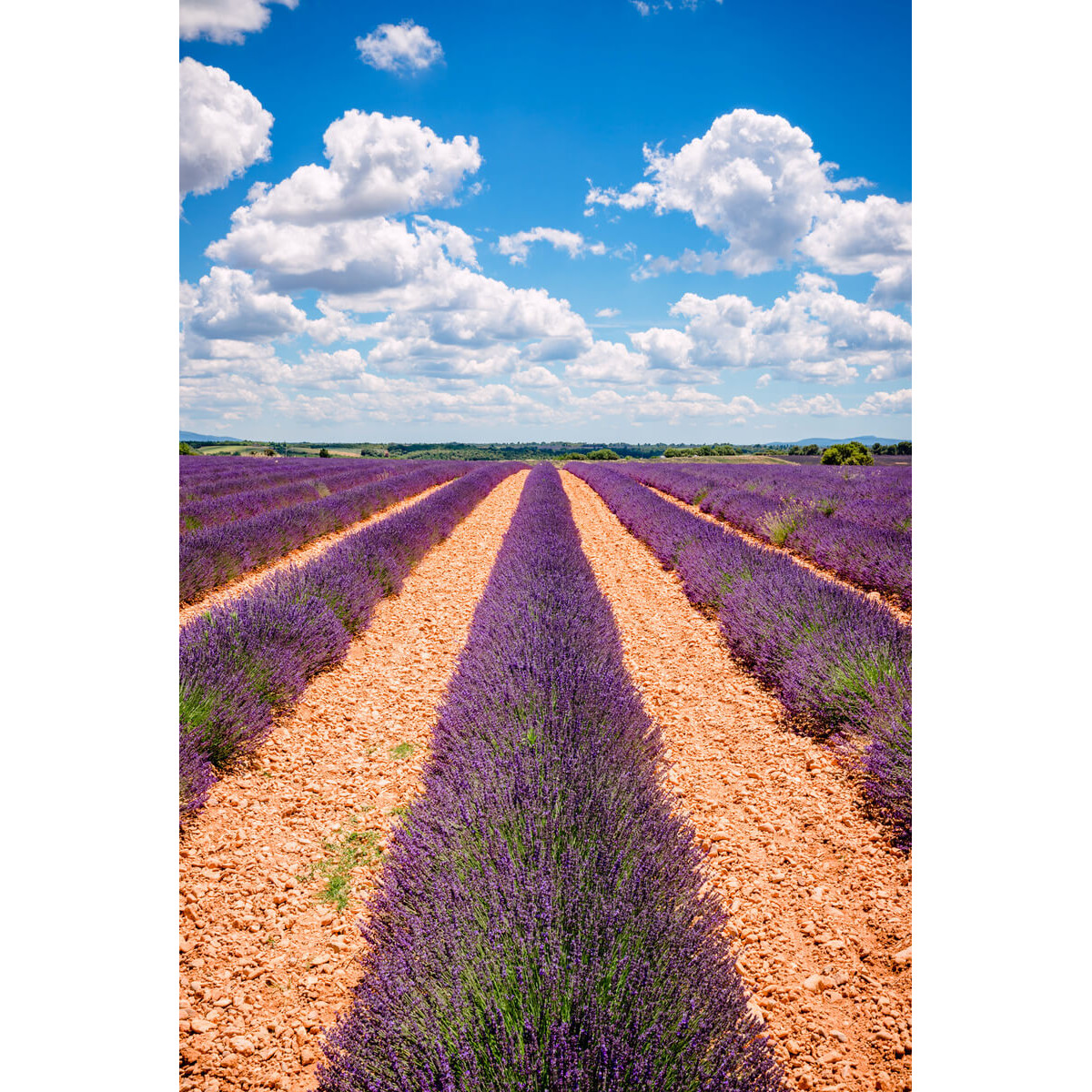 Tableau sur toile champs de Valensole