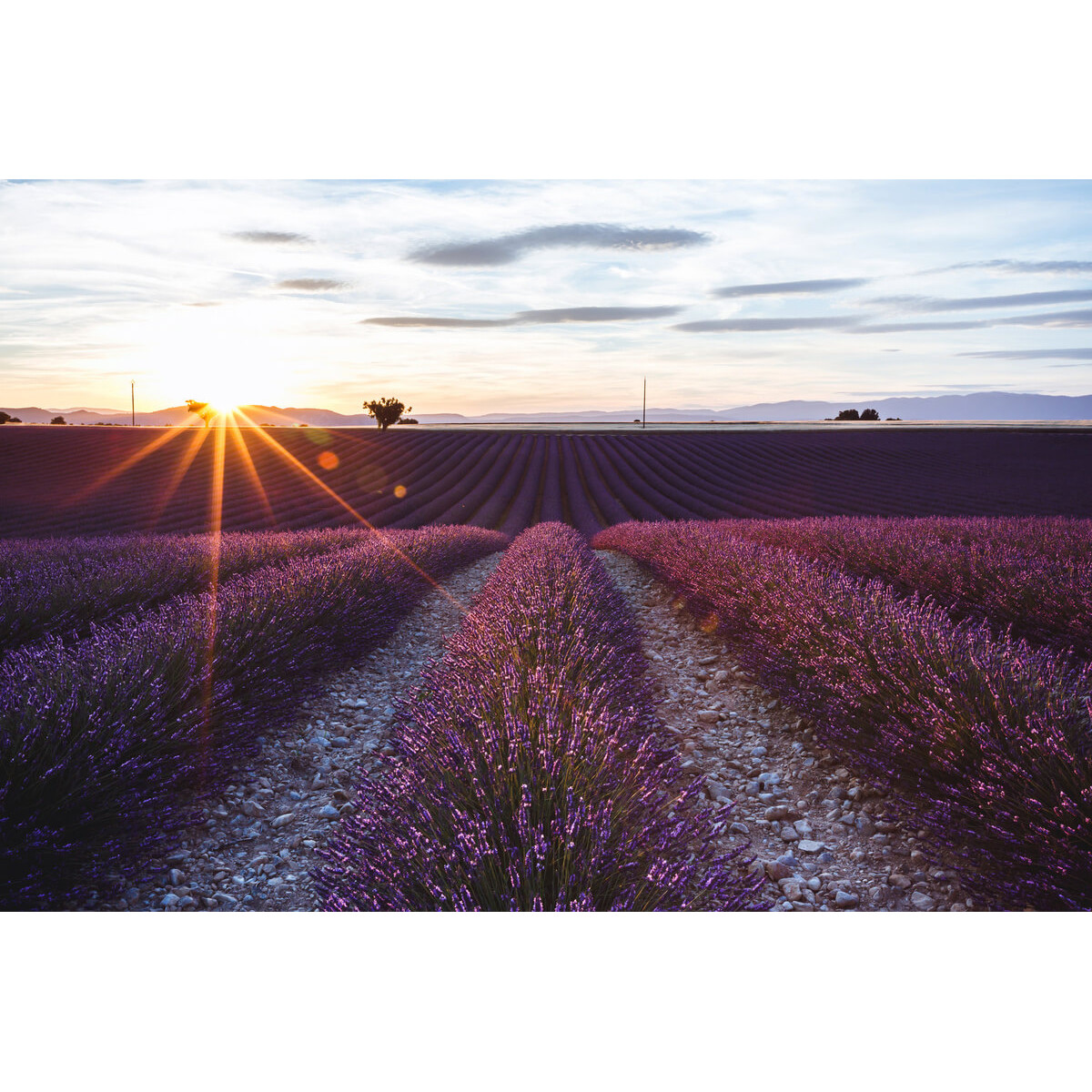 Tableau sur toile champs de Valensole soir Tableau sur toile champs de Valensole soir
