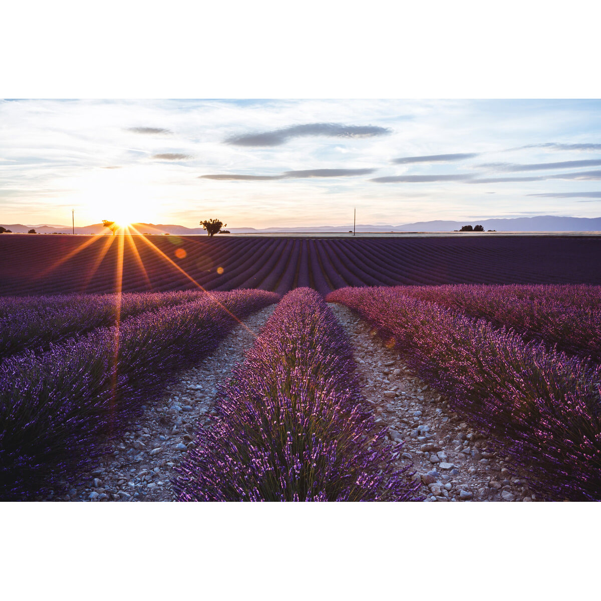 Tableau sur toile champs de Valensole soir