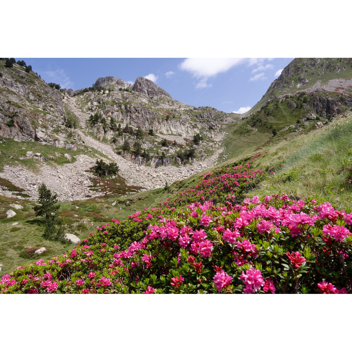 Tableau sur toile flore Hautes-Pyrénées