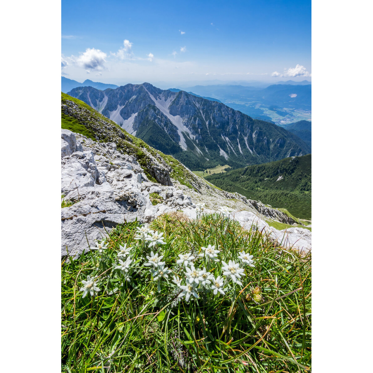 Tableau sur toile flore massif Hautes-Pyrénées