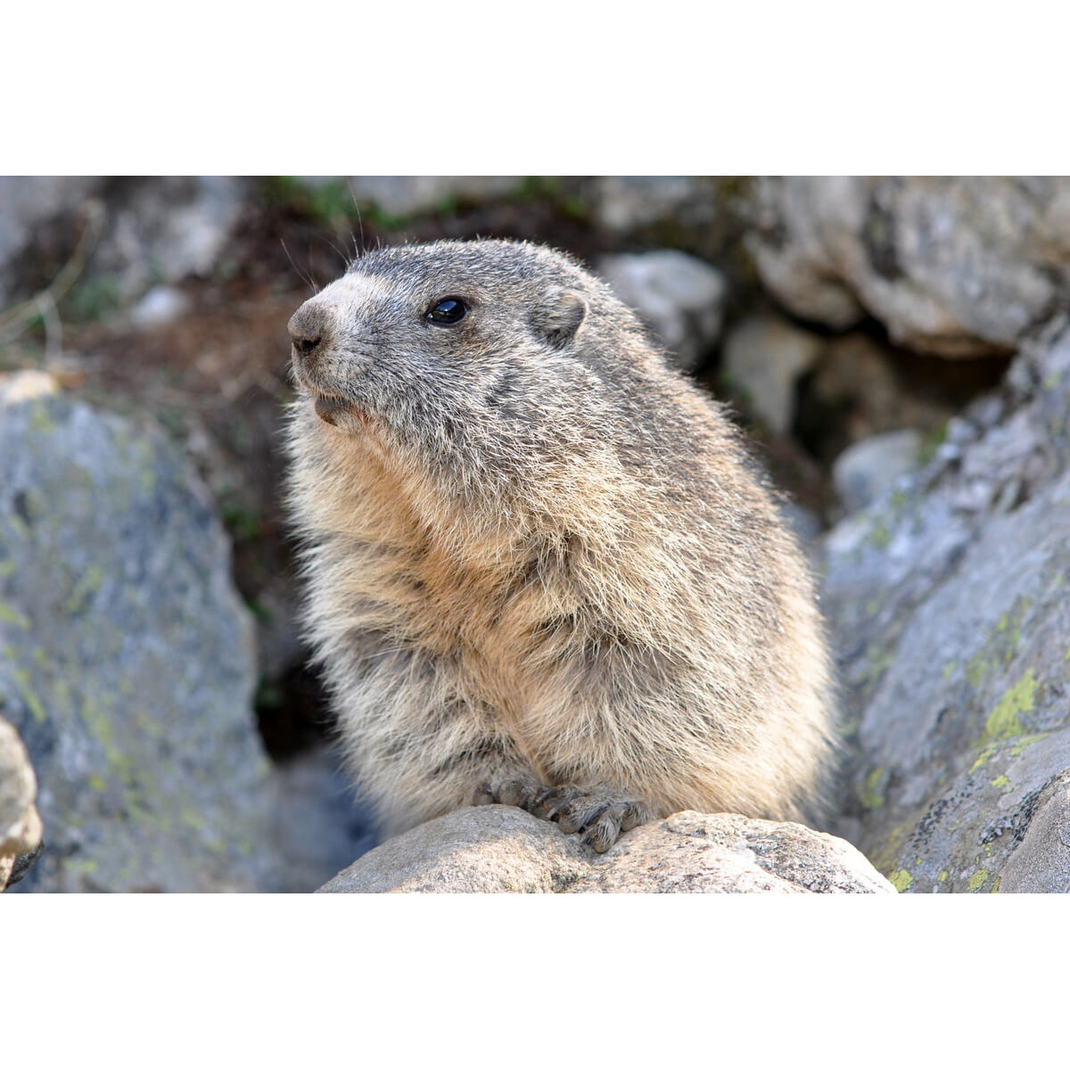 Tableau sur toile marmotte des Hautes-Pyrénées