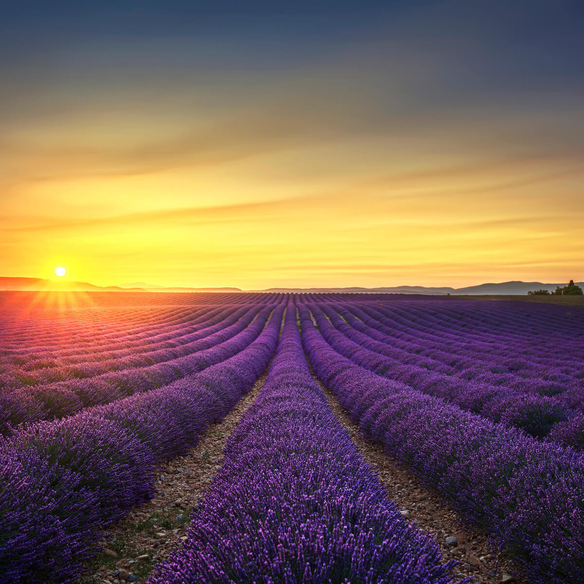 Tableau sur toile plateau de Valensole