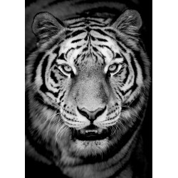 Tableau mural tigre en noir et blanc