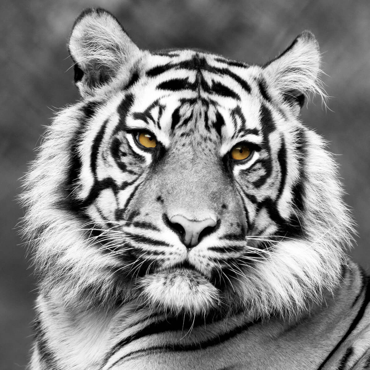 Tableau mural tigre de face