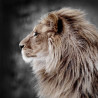 Tableau mural lion de profil