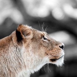 Tableau mural lionne de profil