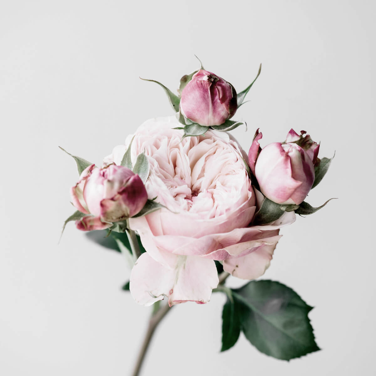 Tableau mural roses