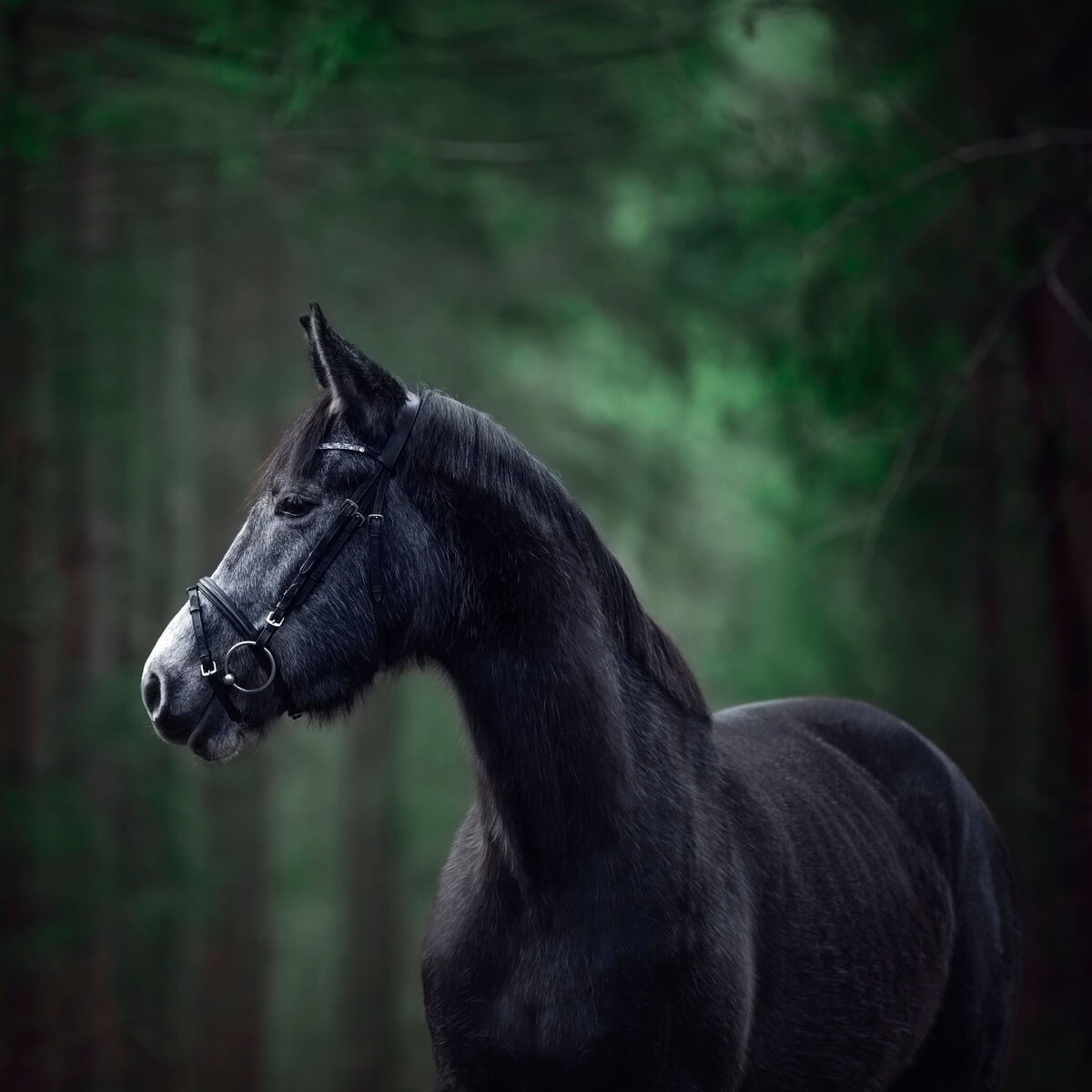 Tableau mural cheval forêt Tableau mural cheval forêt