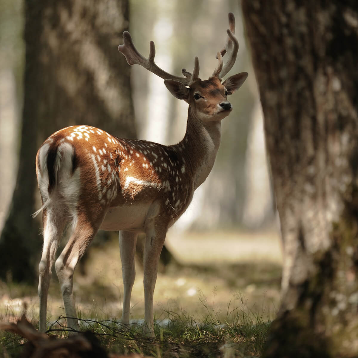 Tableau mural daim nature Tableau mural daim nature