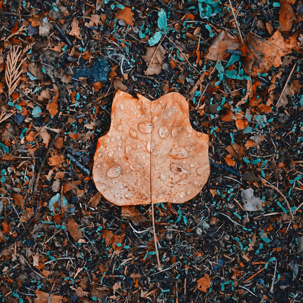 Tableau mural feuille d'automne Tableau mural feuille d'automne