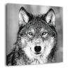 Tableau mural loup aux yeux bleus