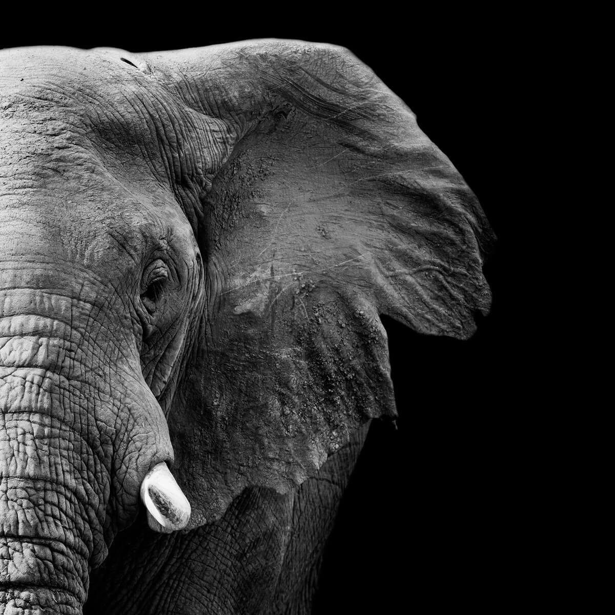 Tableau mural mi-éléphant Tableau mural mi-éléphant