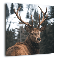 Tableau mural regard d'un cerf