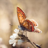 Tableau mural papillon rouge