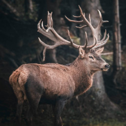 Tableau mural portrait cerf
