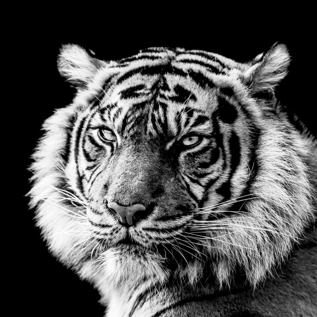 Tableau mural portrait de tigre en noir et blanc Tableau mural portrait de tigre en noir et blanc
