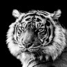Tableau mural portrait de tigre en noir et blanc