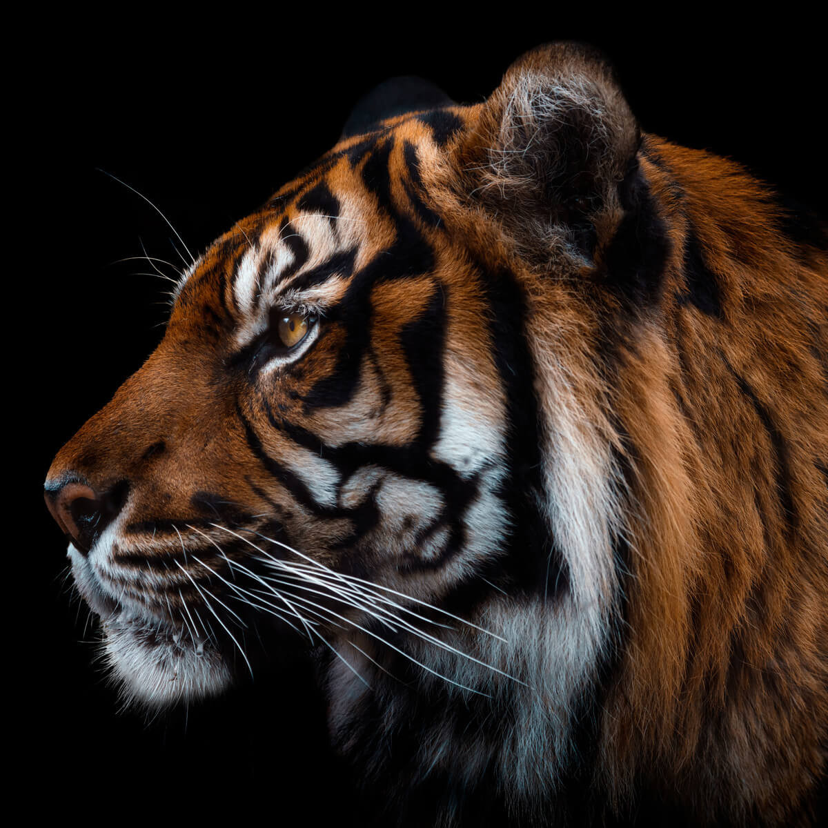 Tableau mural tigre de face Tableau mural tigre de face