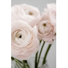 Tableau mural bouquet rose