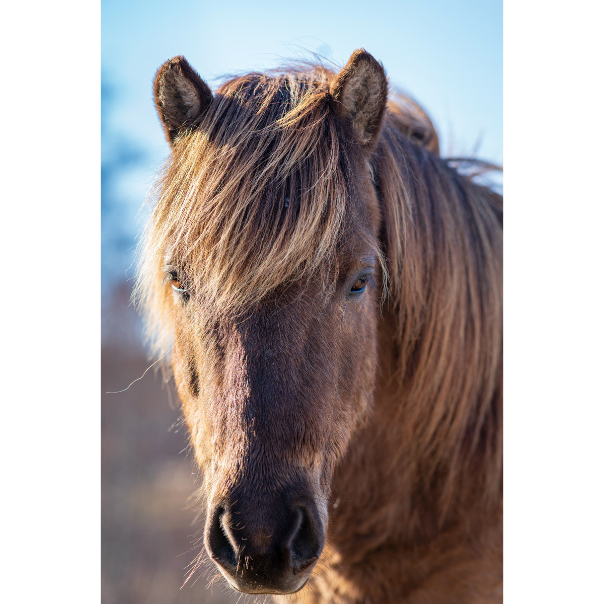 Tableau mural cheval nature Tableau mural cheval nature