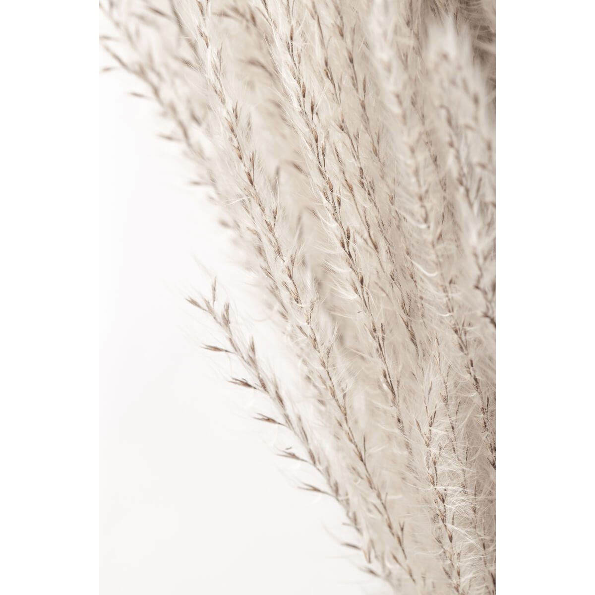 Tableau mural fleurs beiges Tableau mural fleurs beiges