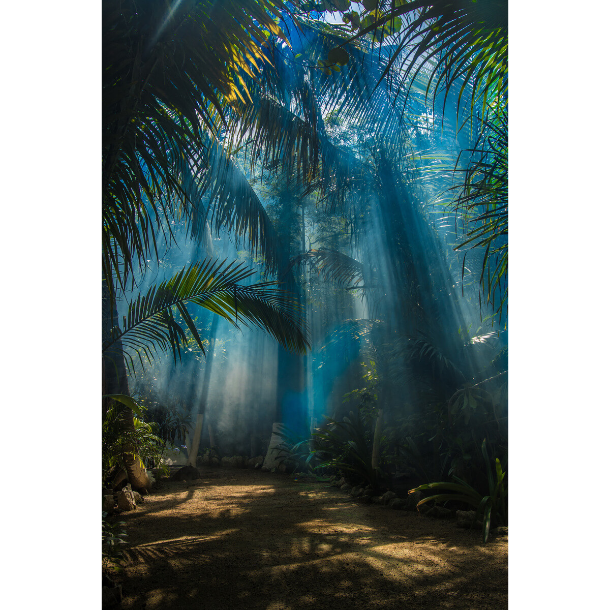Tableau mural forêt tropicale Tableau mural forêt tropicale