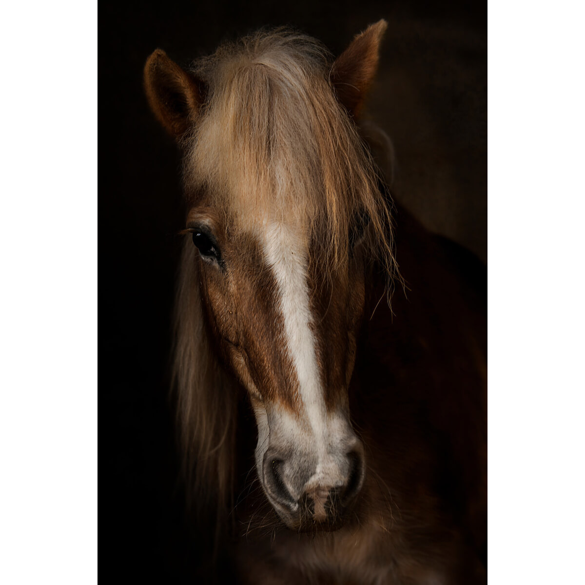 Tableau mural portrait cheval Tableau mural portrait cheval