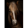 Tableau mural portrait cheval