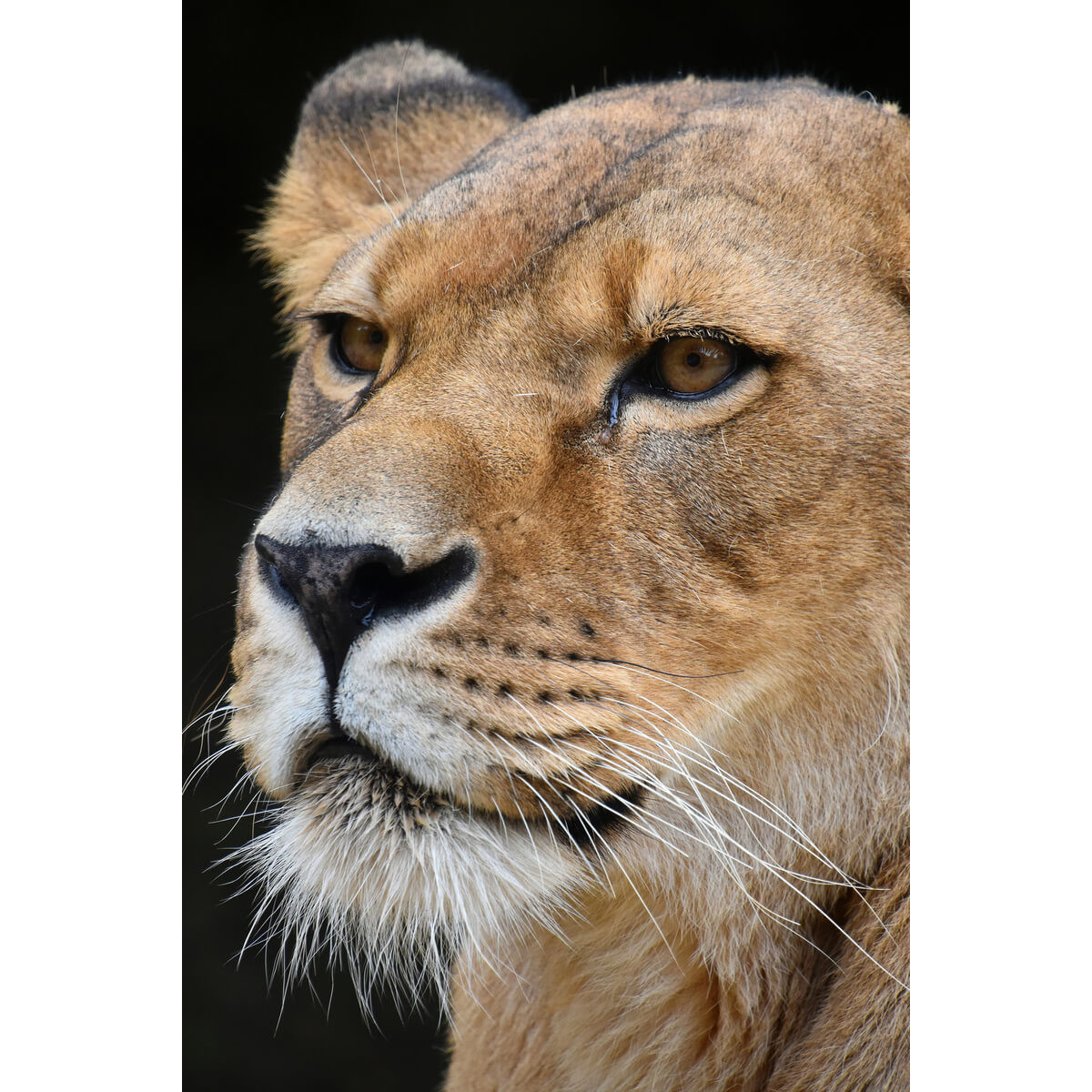 Tableau mural portrait lionne Tableau mural portrait lionne
