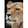 Tableau mural portrait lionne