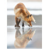 Tableau mural reflet renard