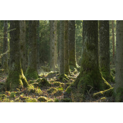 Tableau mural évasion en forêt