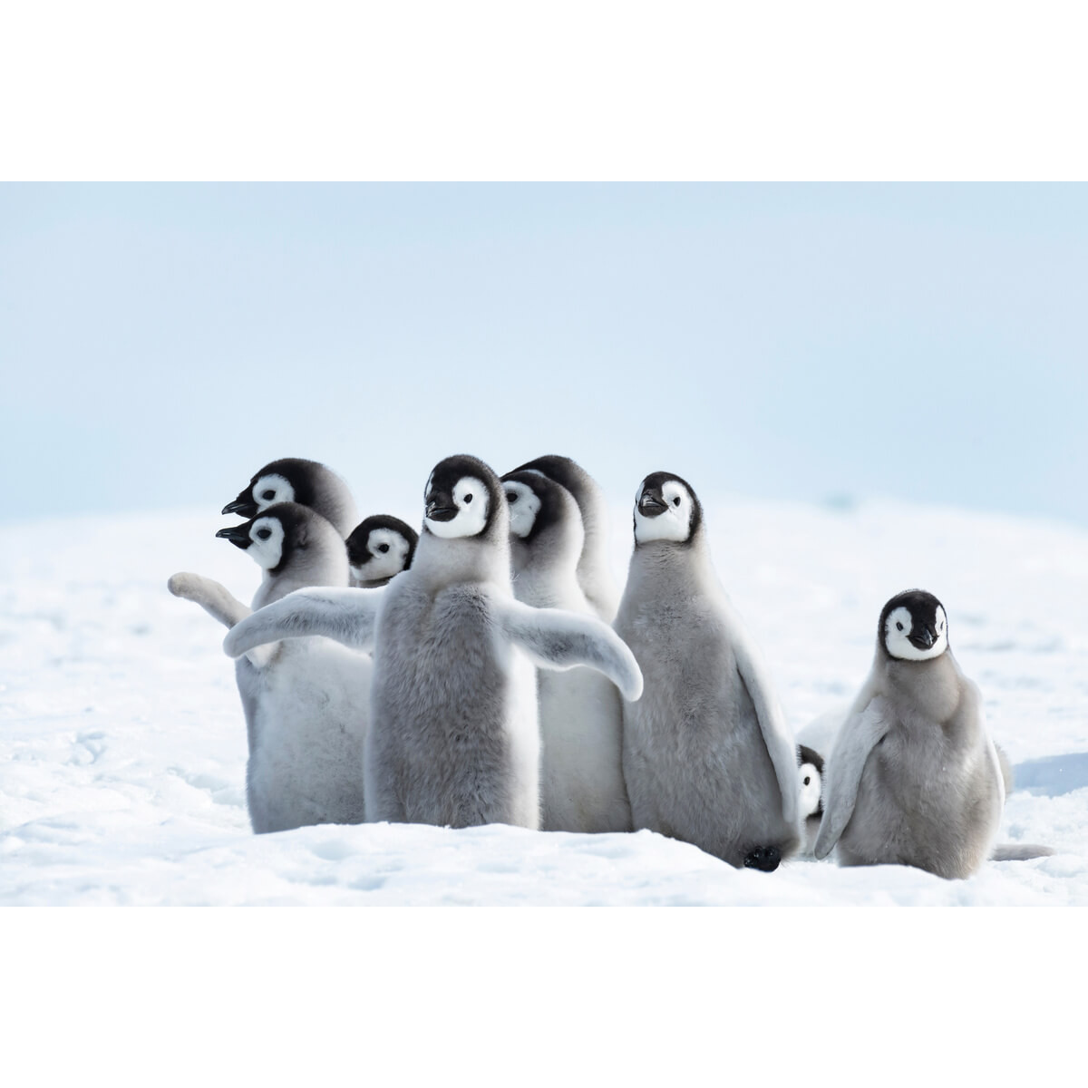 Tableau mural famille de pingouins Tableau mural famille de pingouins